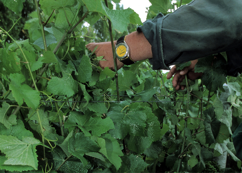 Vendanges