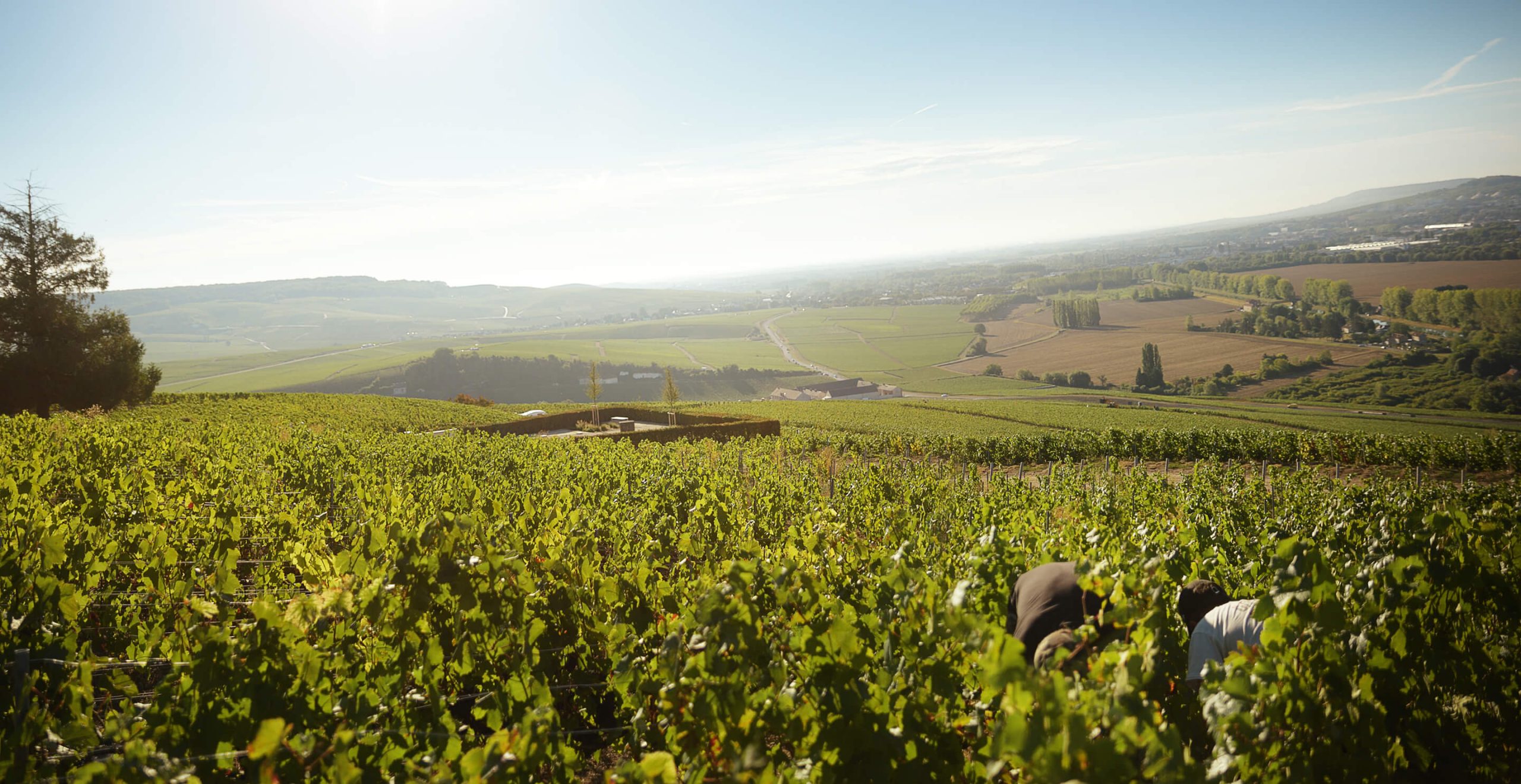 Vendanges Champagne Berceau du Champagne