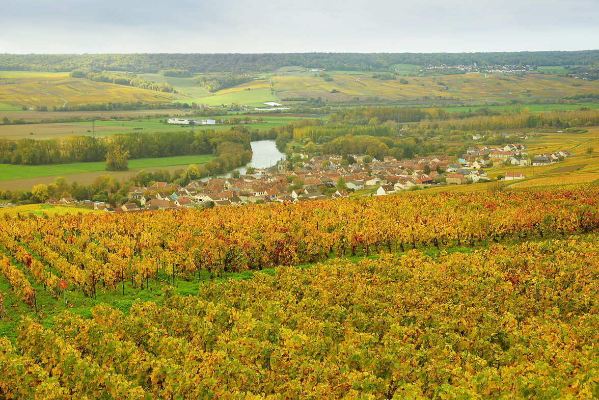Vignes en automne