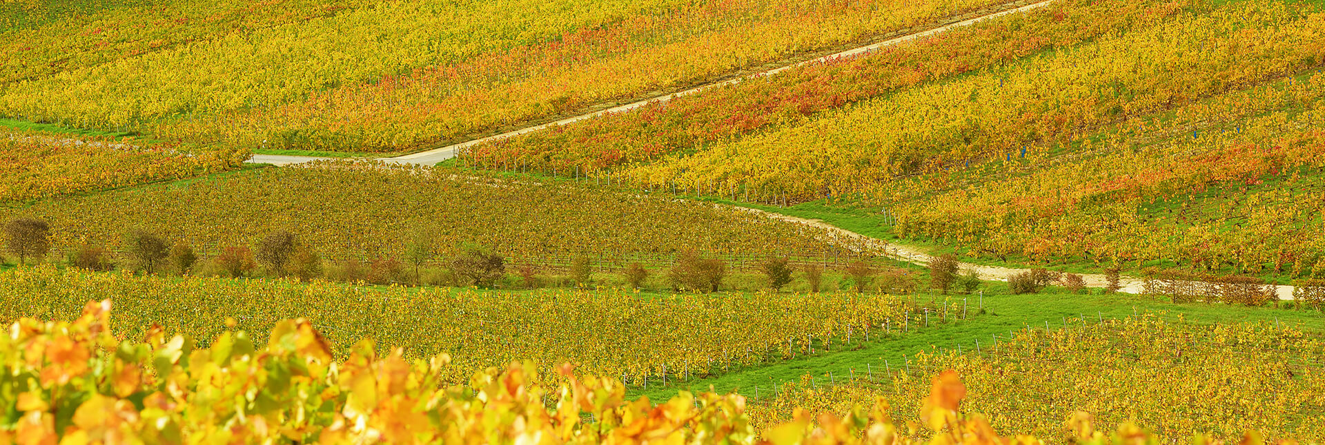 Vignes d'Hautvillers en automne