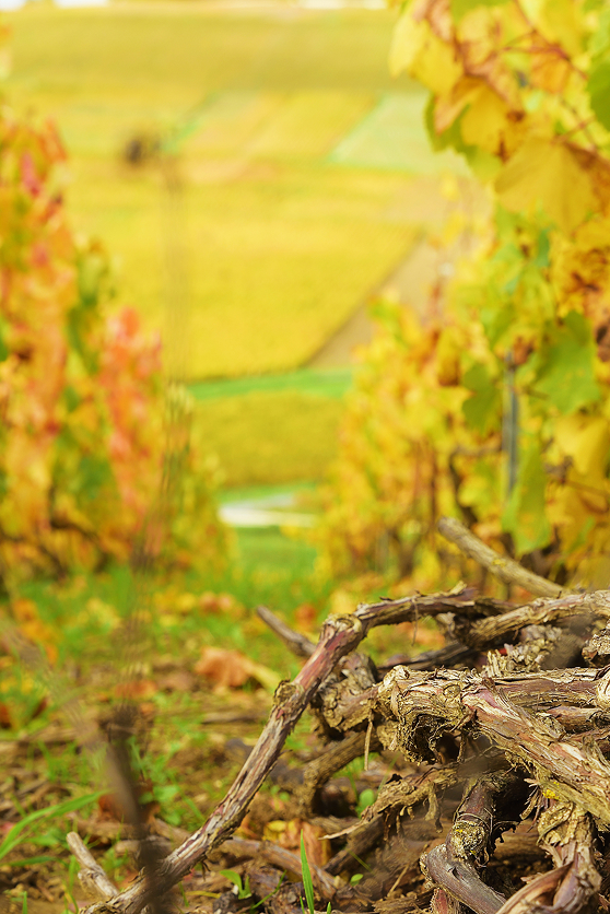 Les vignes en automne
